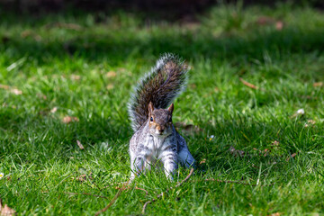 A grey squirrel standing in a field and looking at the camera - 754479394