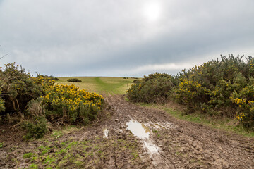 Puddles and mud in the South Downs after heavy winter rainfall - 754479566