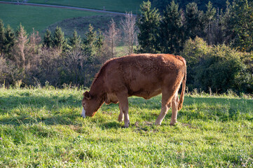 A cow in a green pasture