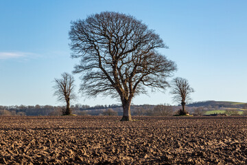 Three bare trees in winter, in a newly plowed agricultural field - 754479709