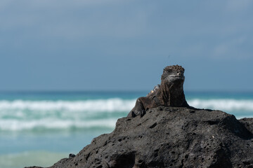 Iguana en playa Tortuga Bay en Galápagos