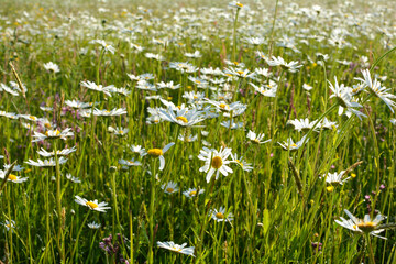 Fototapeta premium Many daisies on a meadow in nature