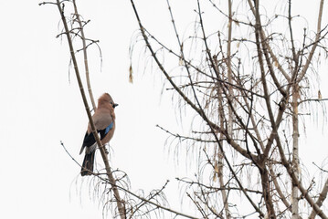 Eurasian Jay (Garrulus glandarius) sitting on a branch