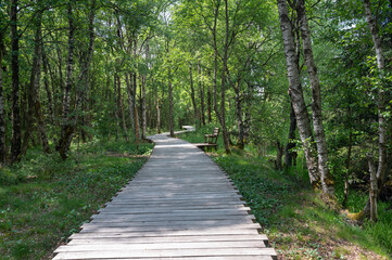 Obraz premium Moor landscape with wooden path and park bench