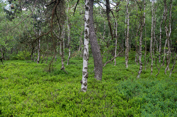 Trees  in a bog
