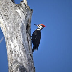 woodpecker on tree
