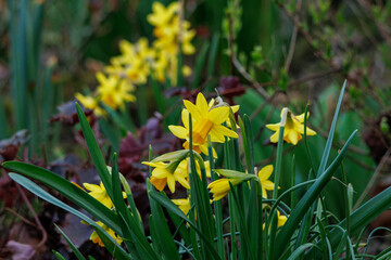 Frühlingzeit im Garten