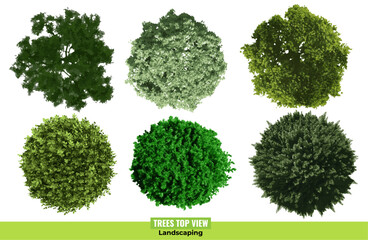 Trees top view collection on white background. Landscaping illustration