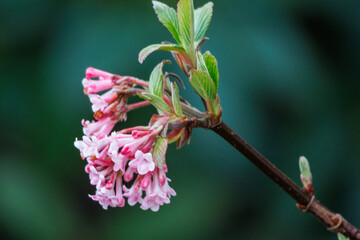 Frühlingzeit im Garten