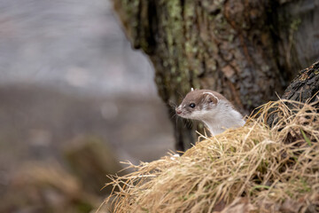 Marten hunting on the lake shore. Detailed portrait of a forest predatory animal.