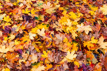 Naklejka na ściany i meble Autumn maple leaves. Background, texture, copy space