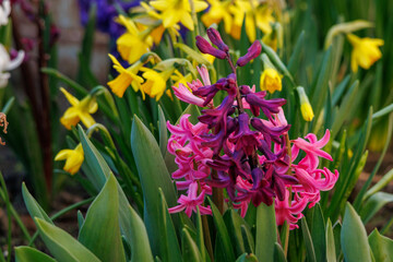 Frühlingzeit im Garten