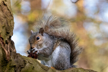 squirrel on a tree and eating nuts