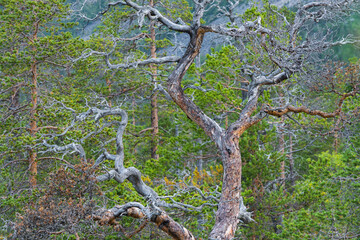 alte Kiefer, Saltfjellet-Svartisen Nationalpark, Nordland, Norwegen