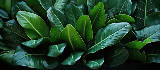 Green leaves of ficus benjamina on a black background.