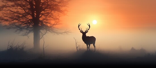 A red deer stag stands in a foggy field as the sun sets, casting a silhouette against the mist. The deers outline is visible amidst the hazy background, creating a striking scene of nature at twilight