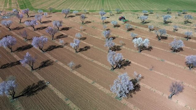 Tractor arando en campo de almendros en flor