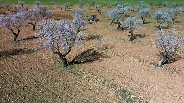 Tractor arando en campo de almendros en flor