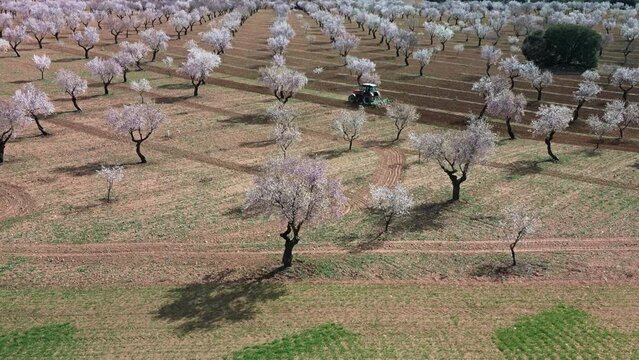 Tractor arando en campo de almendros en flor