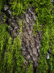 Moss background on a tree trunk