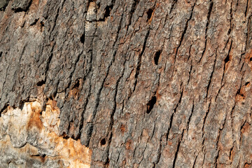 Bark of a tree in a sunlight, Lednice, Czechia