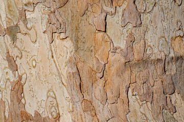 Bark of a tree in a sunlight, Lednice, Czechia