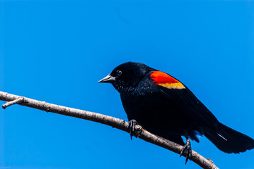 Male Red-winged Blackbird (Agelaius phoeniceus)  in full breeding colors, perched in a tree prominently displayinng his magnificent colors.