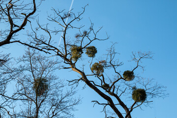Winter tree and a blue sky, Czechia