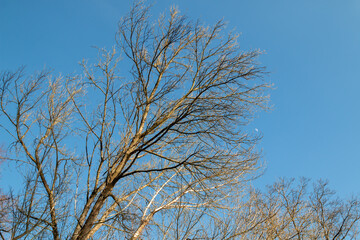 Fototapeta na wymiar Winter tree and a blue sky, Czechia