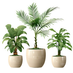 Collection of potted houseplants in pots for decorating rooms and balconies, isolated on a transparent background 
