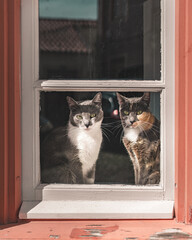 Two cats looking out a window.