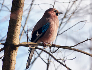 A jay sits on a tree branch.