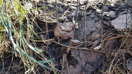 bent wire after breaking into the chicken coop