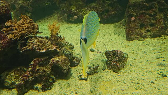 A tropical sailfin snapper fish is swimming around a coral reef.