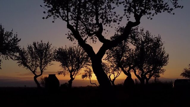 Almendros con tinajas al amanecer