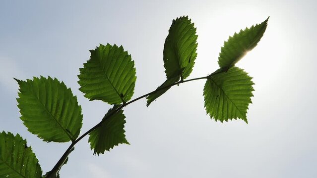 Alder Branch with Big Green Leaves Swings in the Wind Against the Sun. The Catkins of Some Alder Species have a Degree of Edibility and May be Rich in Protein. Useful for Survival Purposes.