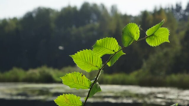 Alder Branch with Big Green Leaves Swings in the Wind Against the Lake. The Catkins of Some Alder Species have a Degree of Edibility and May be Rich in Protein. Useful for Survival Purposes.