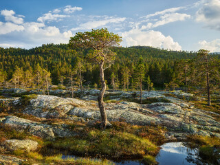 Landschaft im Setesdal am Fluss Otra, Agder,  Norwegen
