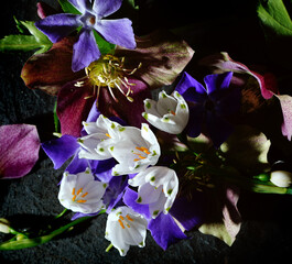 Still life assortment of Spring flowers including Leucojum and Helleborus, on black background