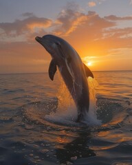 Obraz premium Dolphin joyfully leaping from ocean waters against a stunning sunset backdrop, capturing the essence of marine life and the beauty of nature