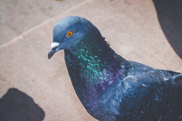 Feral pigeon in city park
