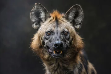 Poster portrait of a hyena © Nail Zi