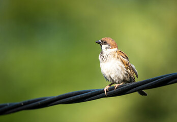 One bird, eurasian tree sparrow sitting on the black wire. Electricity cable.  Isolated animal on  blurry green background. Passer montanus