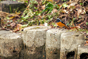 Daurian Redstart (Phoenicurus auroreus) - Vibrant Songbird of Asia