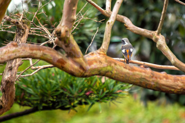 Daurian Redstart (Phoenicurus auroreus) - Vibrant Songbird of Asia