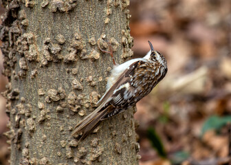 Brown Creeper (Certhia americana) - Forest Dweller of North America