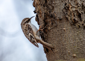 Brown Creeper (Certhia americana) - Forest Dweller of North America