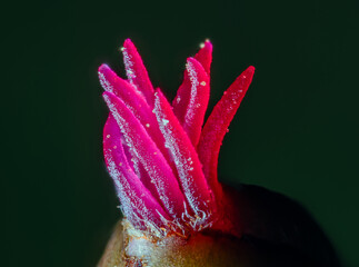 Closeup of a Corylus avellana, the Common Hazel. 