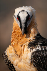 el quebrantahuesos en su habita natural