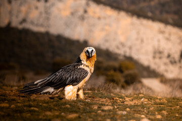 el quebrantahuesos en su habita natural